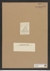 Diatomeae indet. Zeichnungen Sammlung Grunow Nr. 7545 (NHMW-BOT-W0376689)